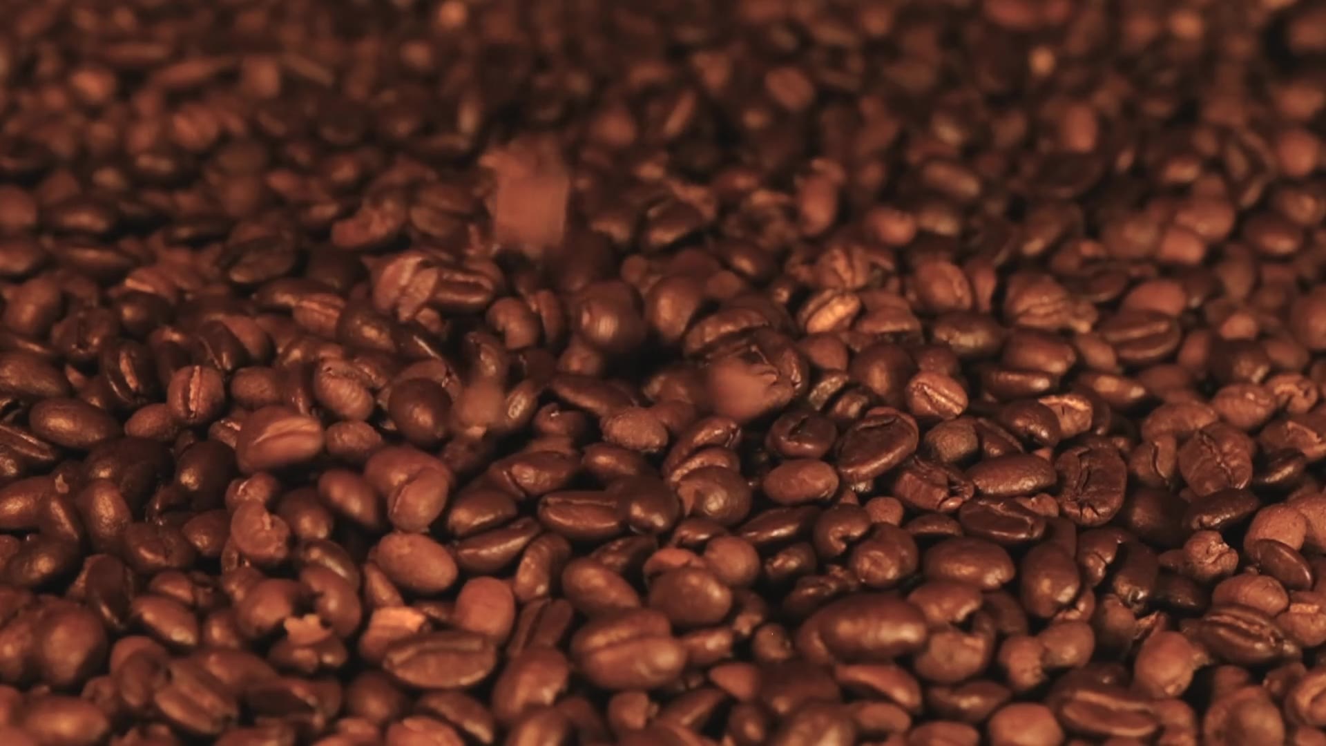 Roasted coffee beans moving through a production line